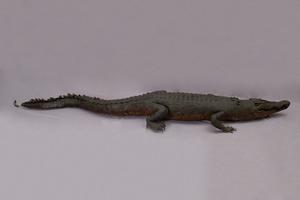Saltwater crocodile Collection Image, Figure 8, Total 13 Figures